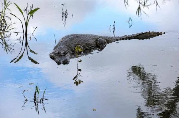 富才配资 飞机迫降亚马逊鳄鱼巢穴！被鳄鱼和蛇整晚盯着，被困36小时后获救
