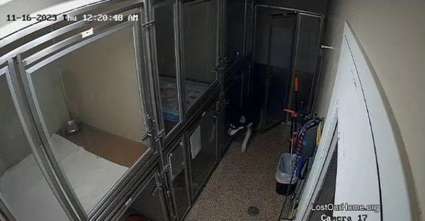 配资世家 哈士奇半夜越狱偷吃狗粮，警官暖心收拾现场，它却找到新家